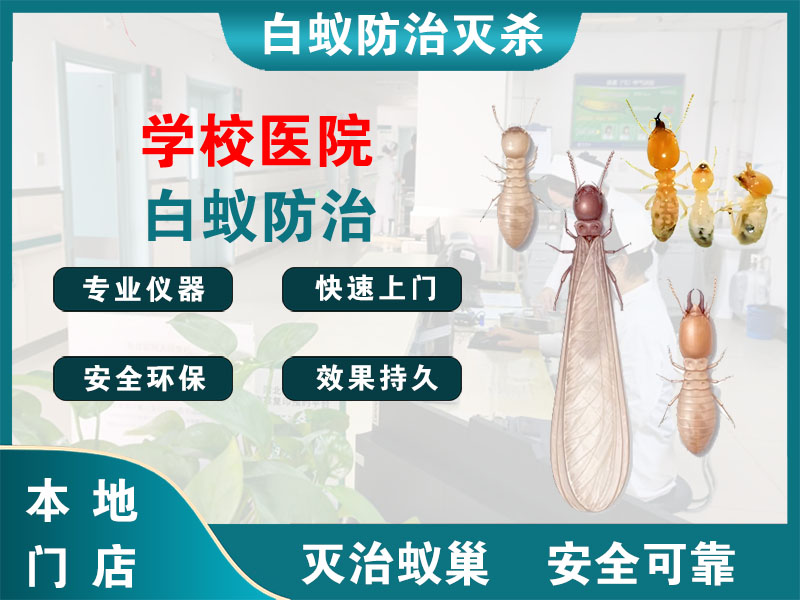 泗阳学校医院白蚁防治