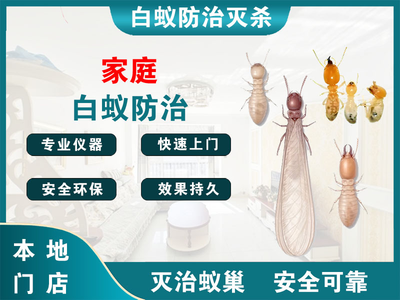 泗阳家庭白蚁防治