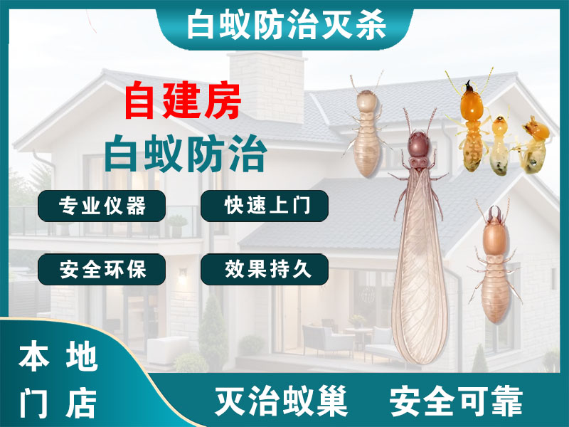 泗阳自建房白蚁防治