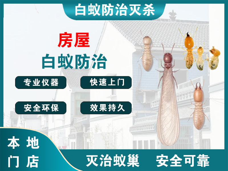 泗阳房屋白蚁防治